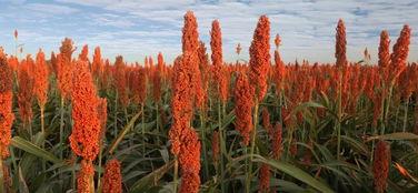 国产高粱粮品种介绍视频,传承与创新，品质生活新选择